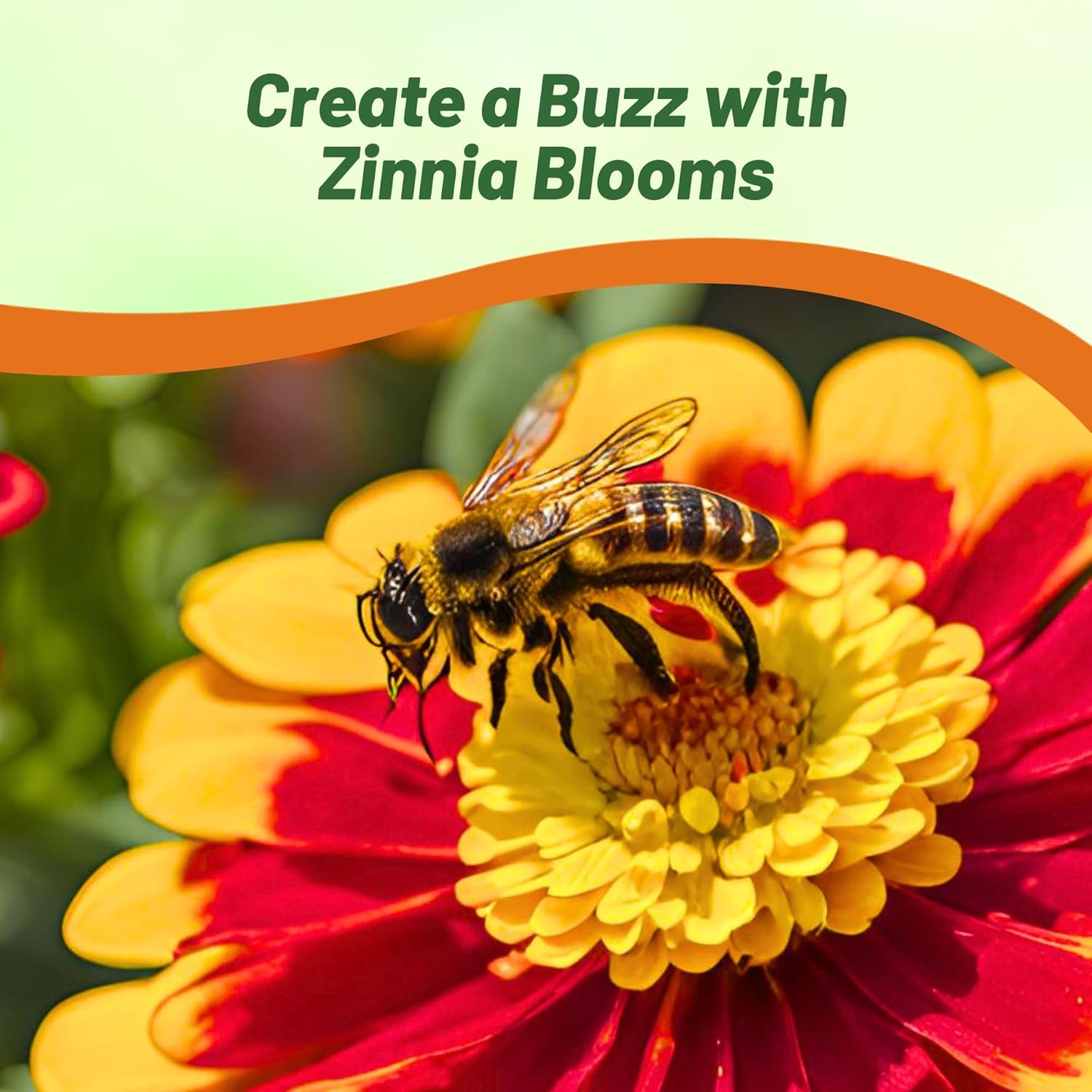 Zinnia Swizzle Scarlet Yellow Flower Seed Garden