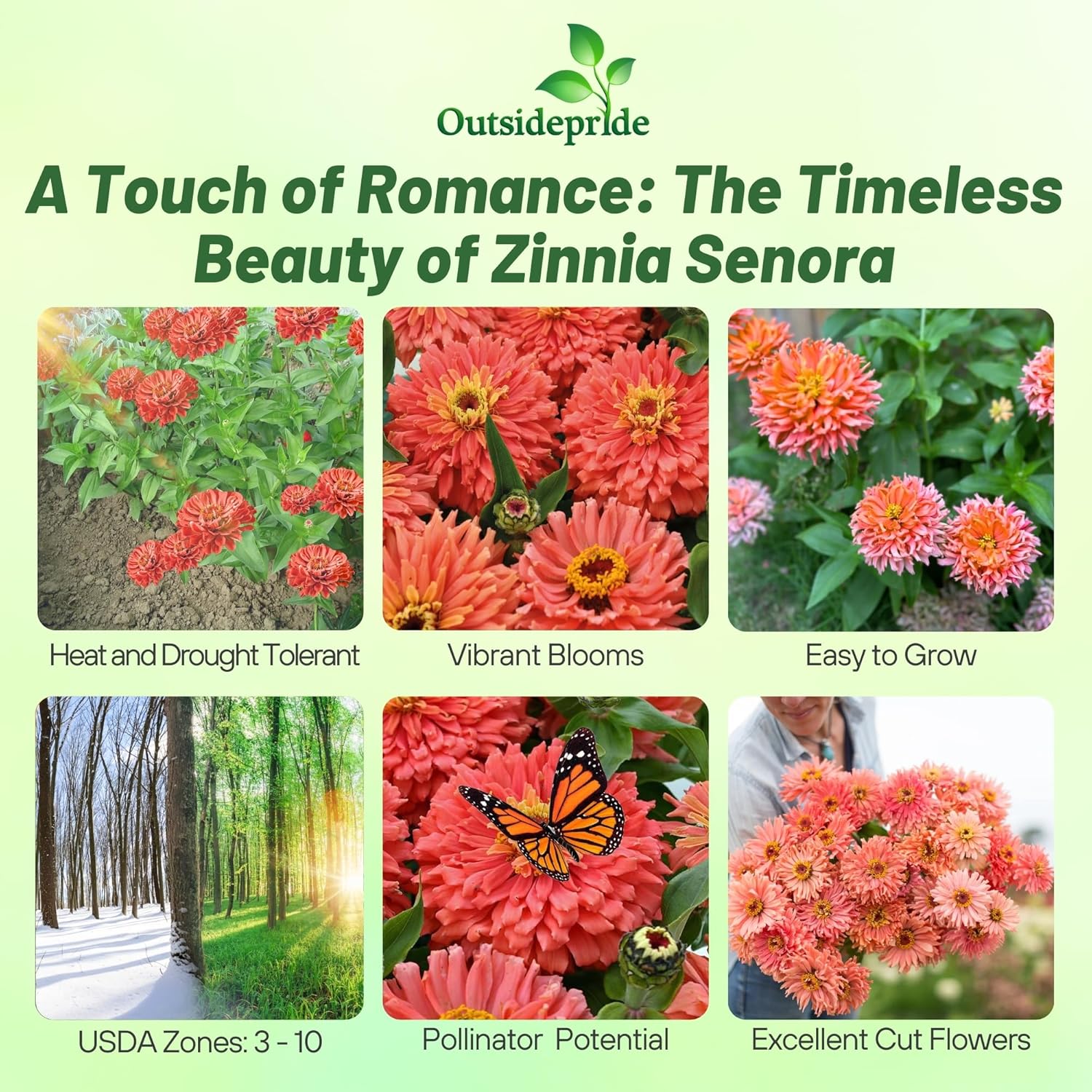 Zinnia Senora Flower Bouqet