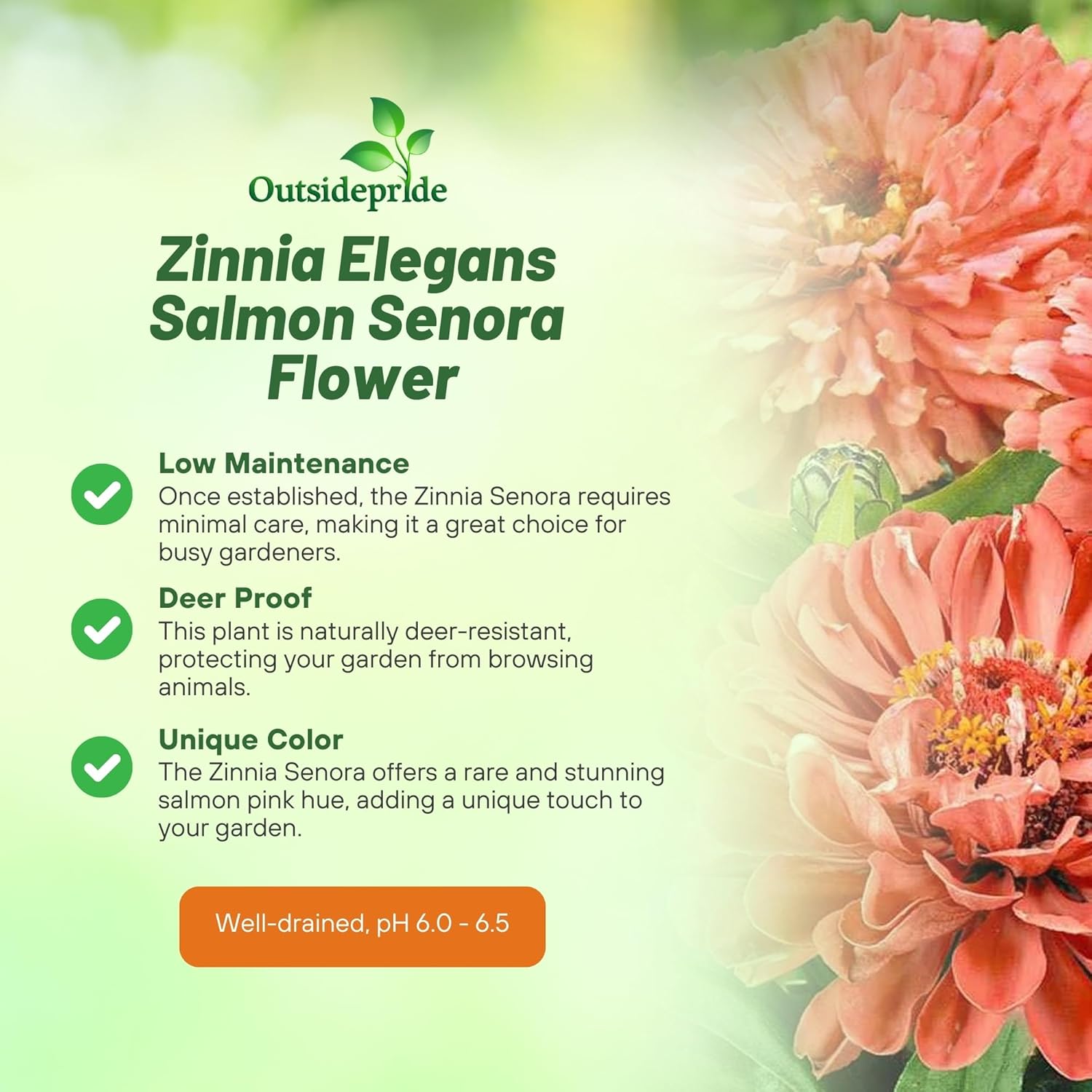Zinnia Senora Cut Flower Plants