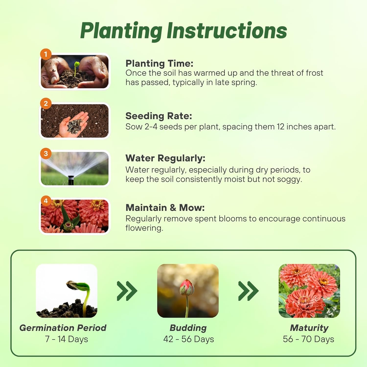 Zinnia Senora Planting Directions