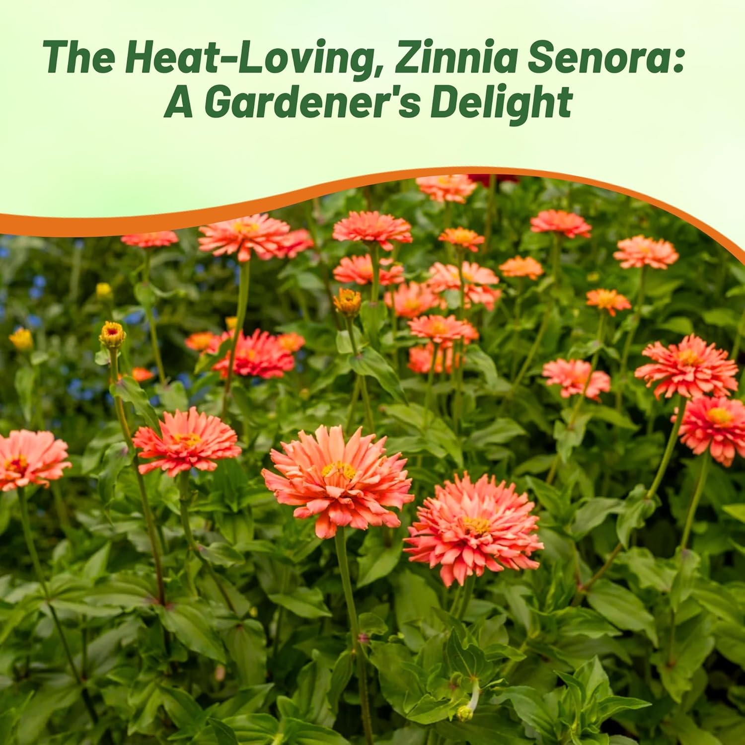 Zinnia Senora Container Flowers
