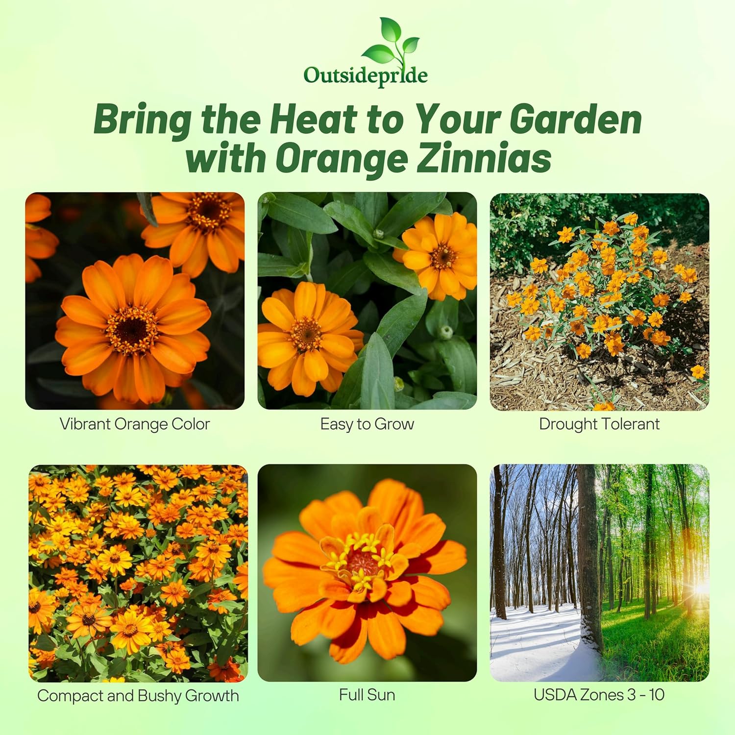 Zinnia Flower Seeds Orange Planting Directions