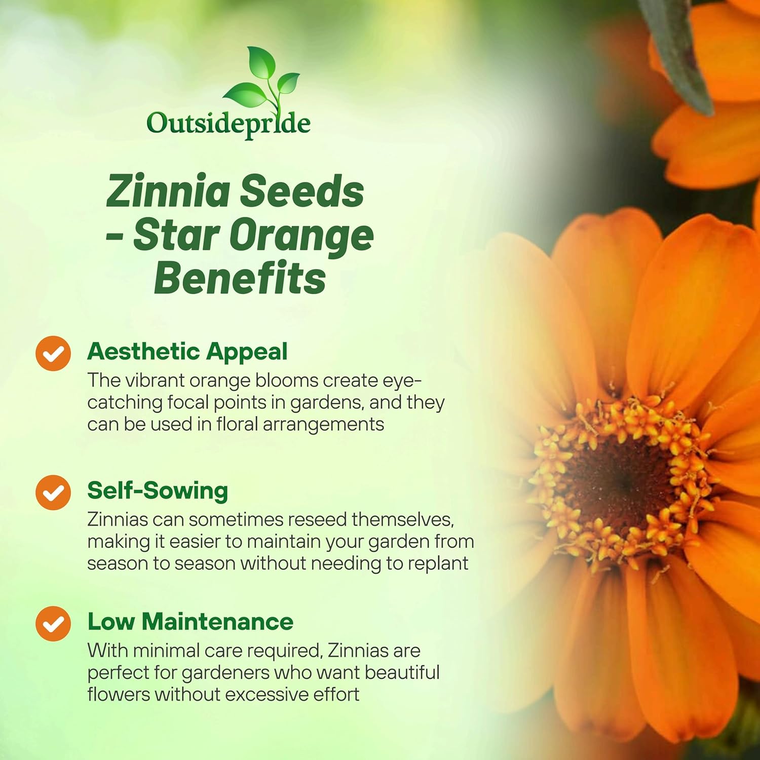 Zinnia Flower Seeds Star Orange