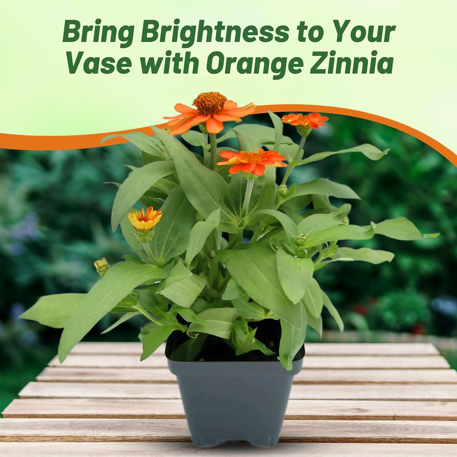 Zinnia Star Orange Flowers