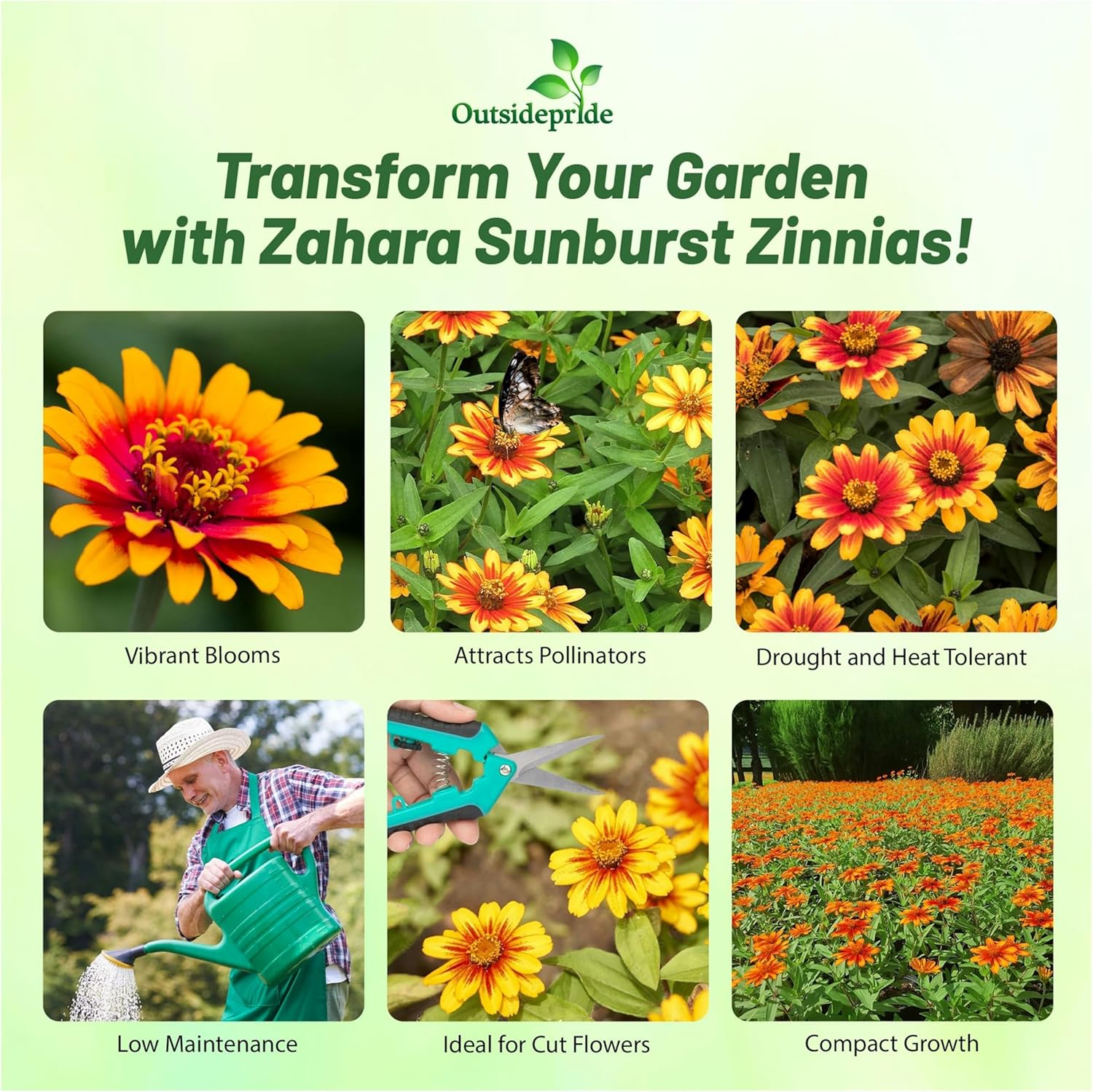 Zinnia Zahara Sunburst Flower Mixture