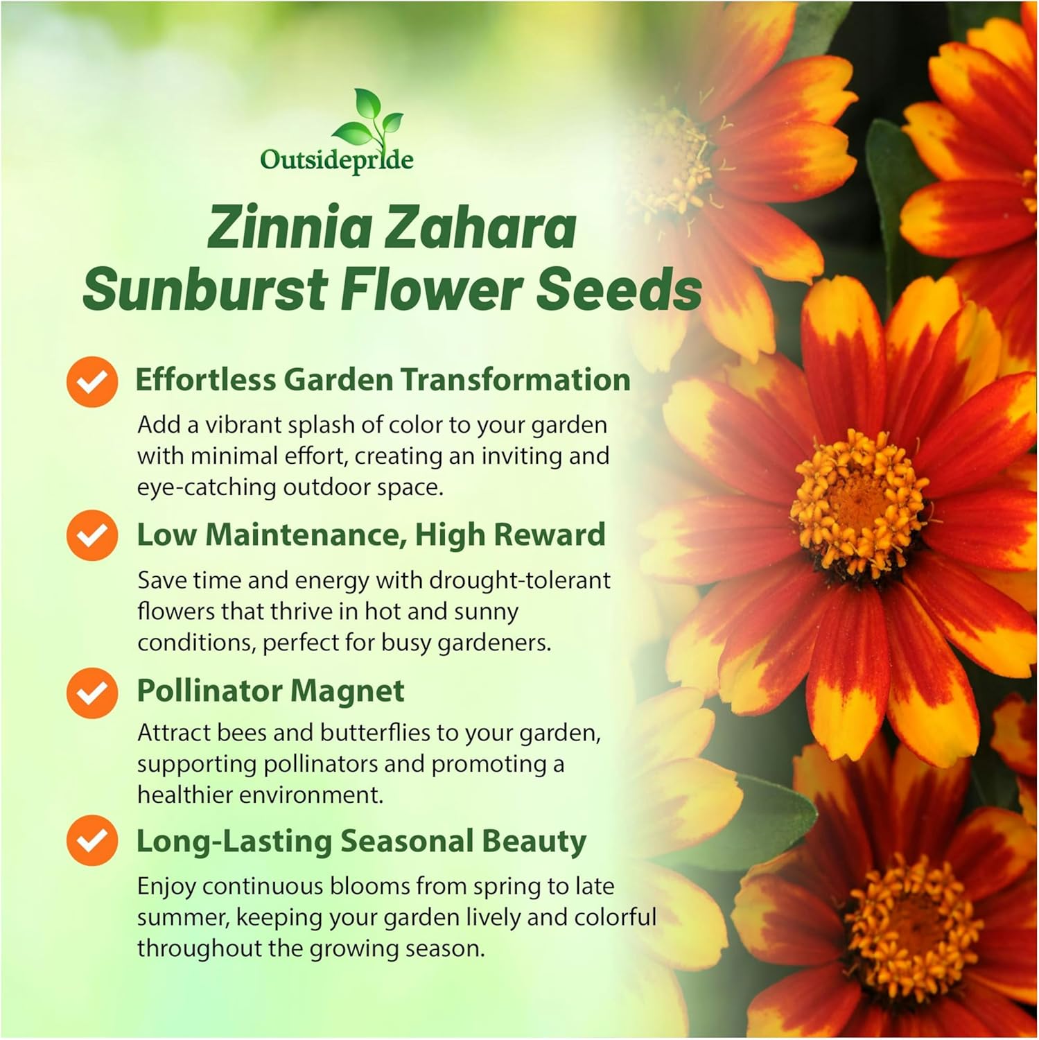 Zinnia Zahara Sunburst Flowers Planting Directions