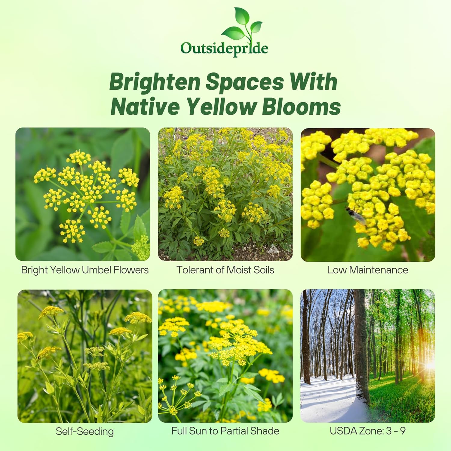 Zizia Aurea Golden Alexanders Flowers