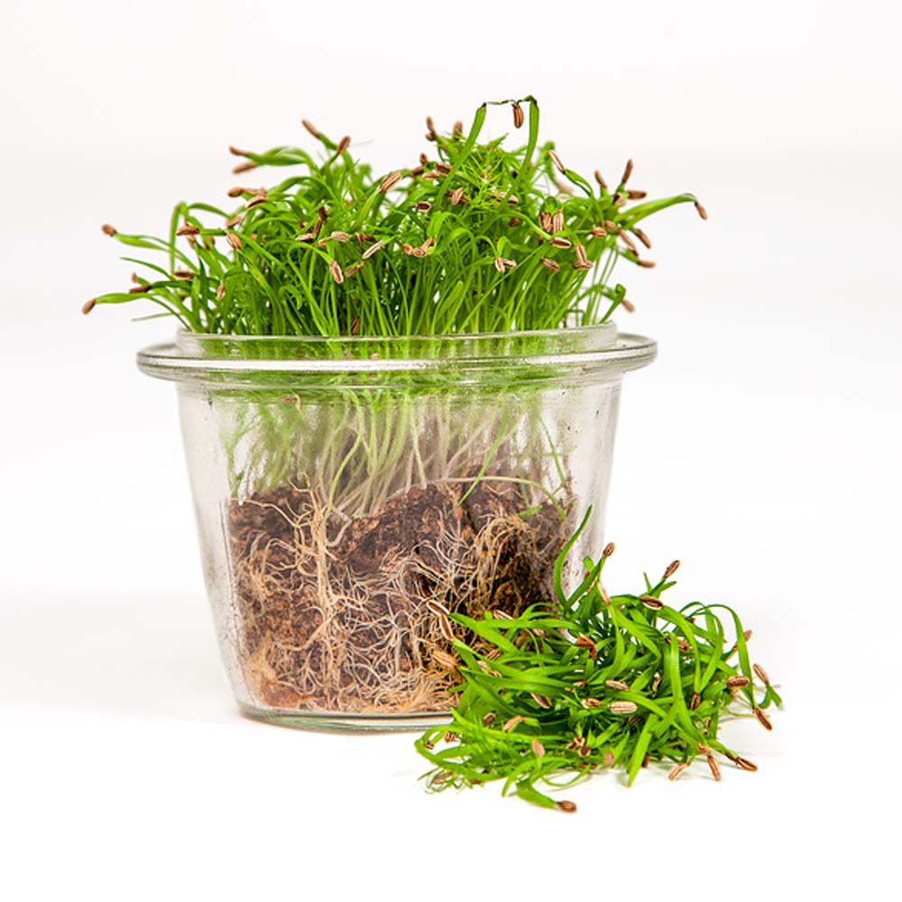 Dill Microgreen Herb Seeds For Nutritious Sprouts &amp; Greens