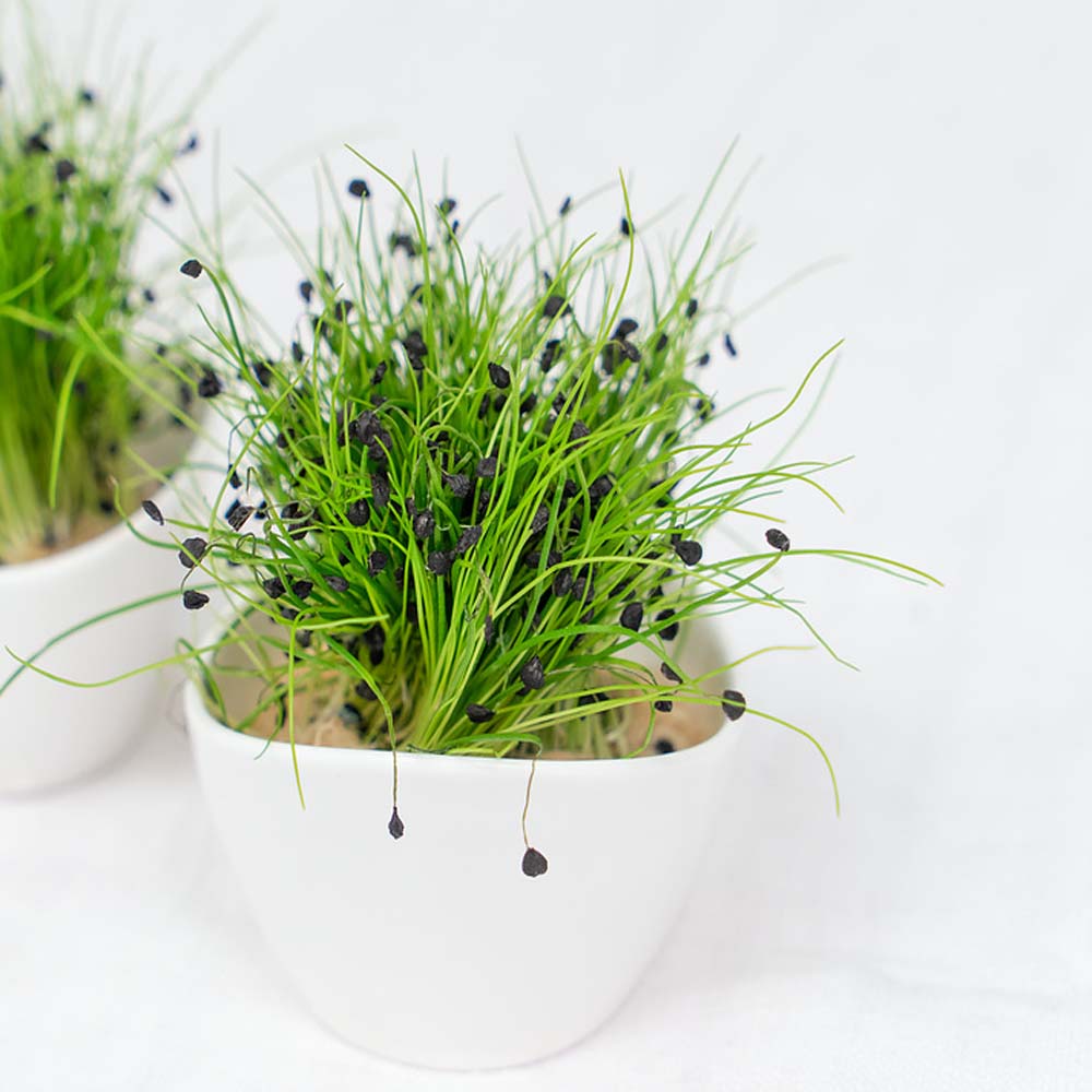 Sprouted Chive What Do Chive Sprouts Look Like So Excited To TASTE My Chives For
