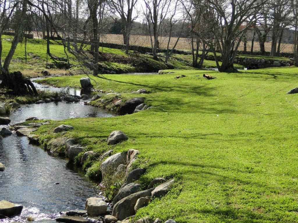 A lush, healthy Miniclover lawn
