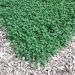 easy to grow clover lawn