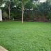 Miniclover Lawn Grass