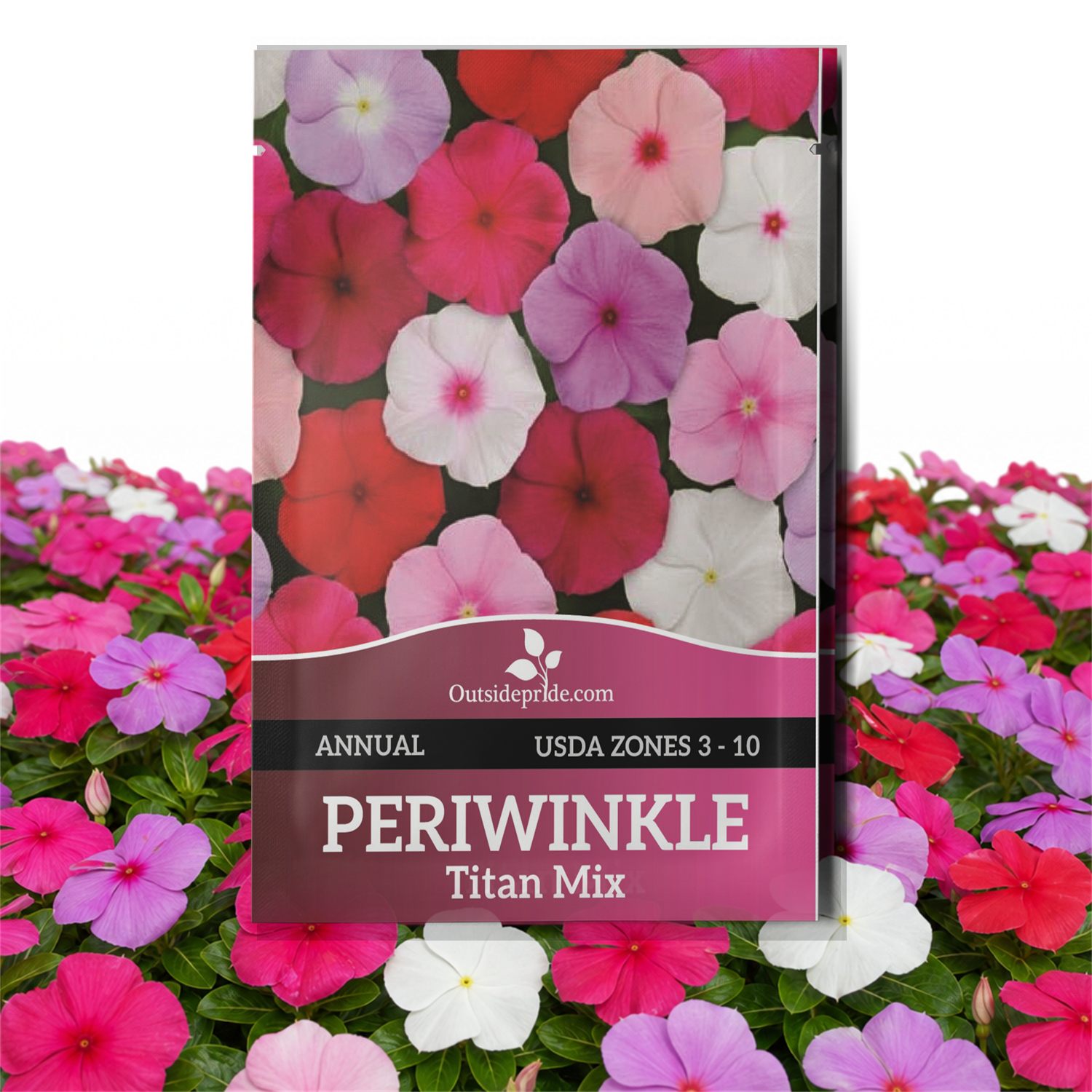 Periwinkle Titan Seed Packet