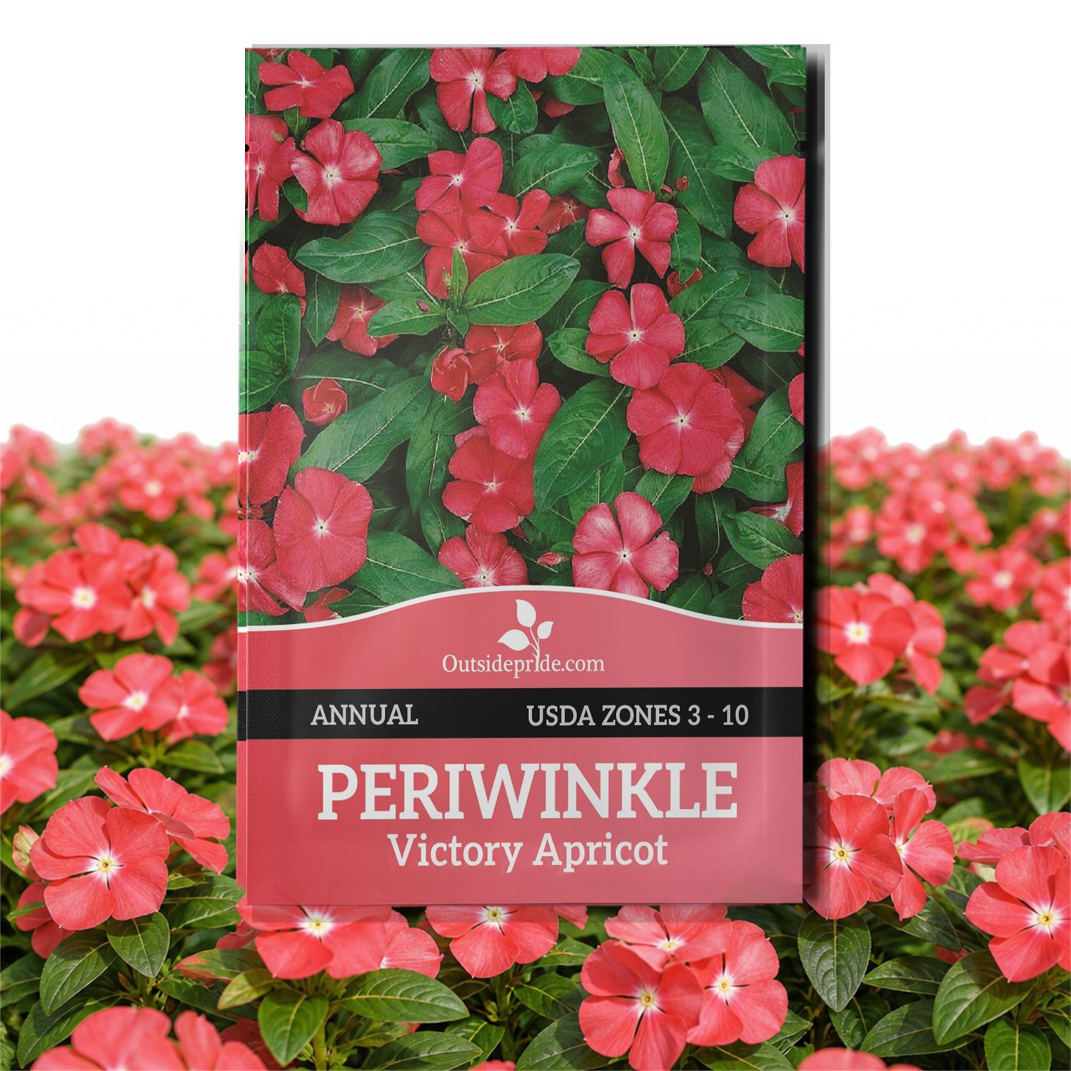 Periwinkle Victory Apricot Seed Packet
