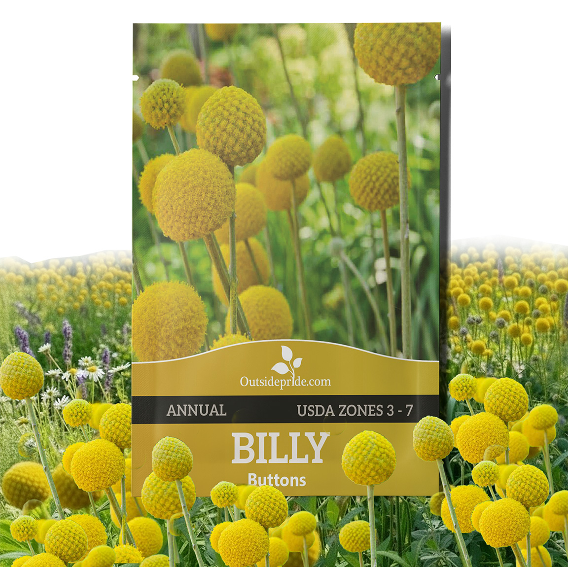Craspedia Globosa Seed Packet For Planting