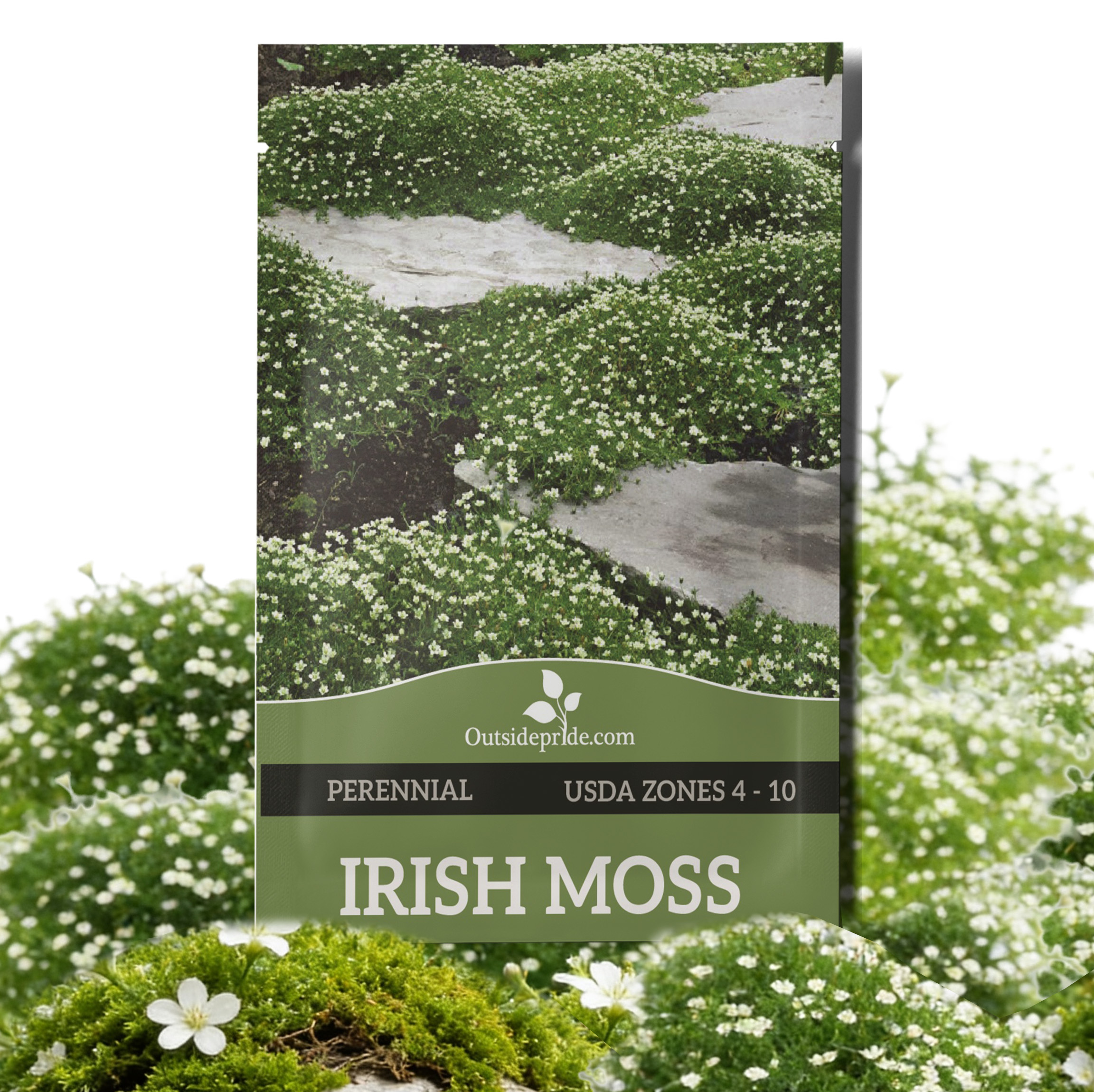 Perennial Irish Moss Bulk Seeds