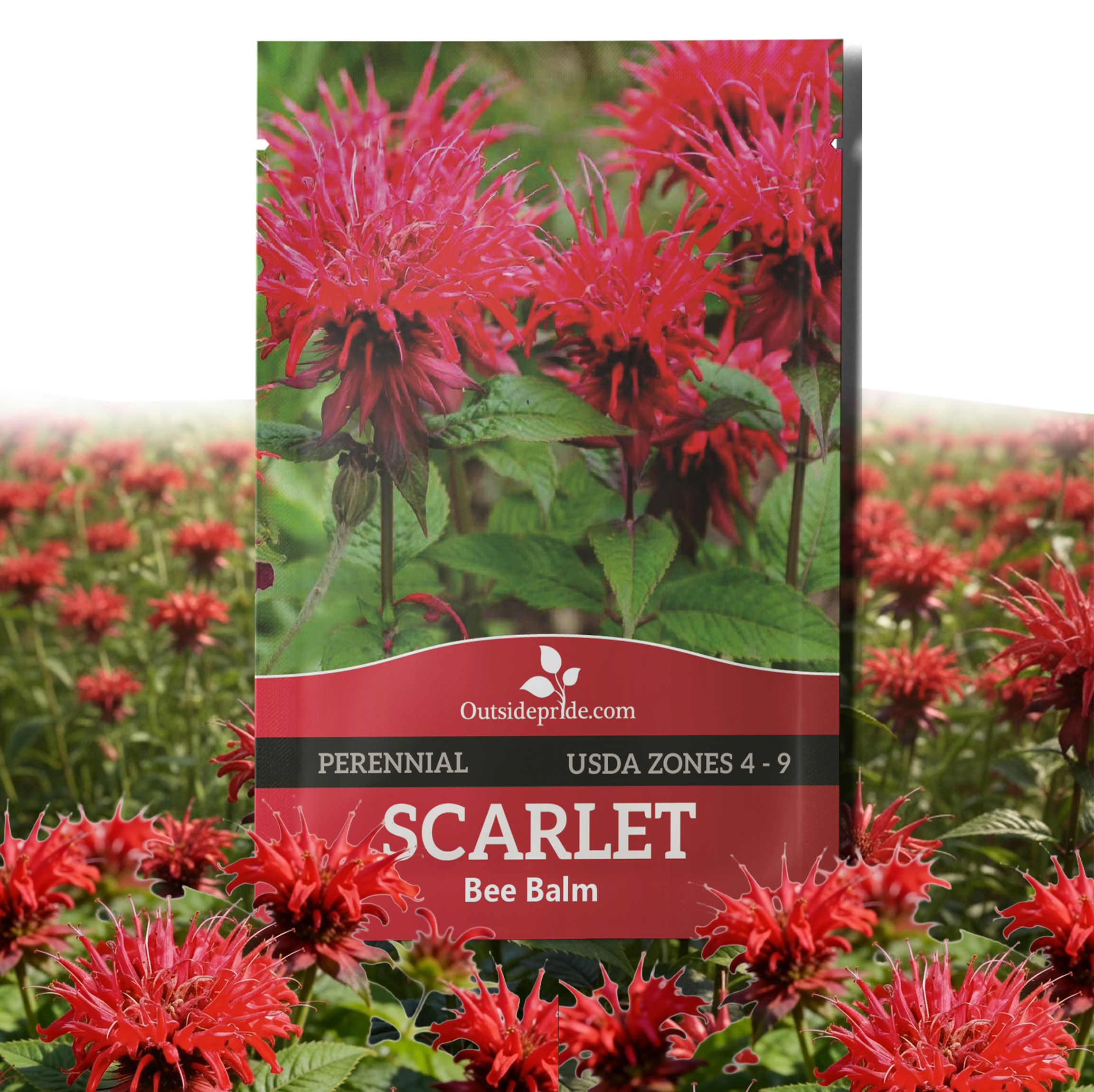 Monarda Red Shades