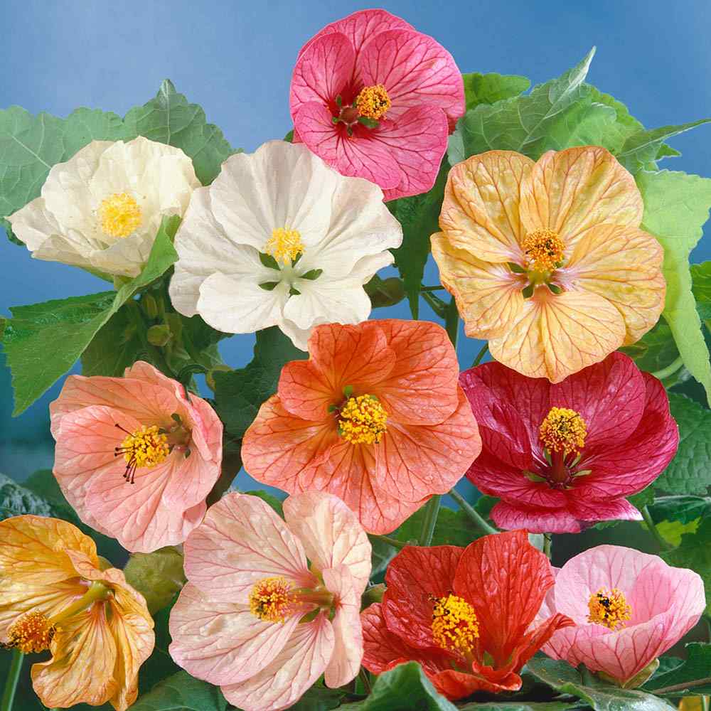 Abutilon Seeds Mix