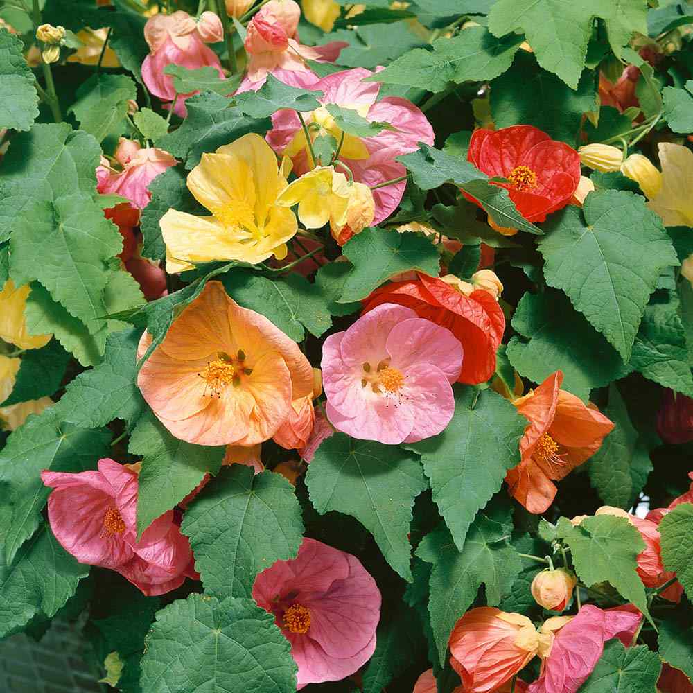 Abutilon Seeds Mix