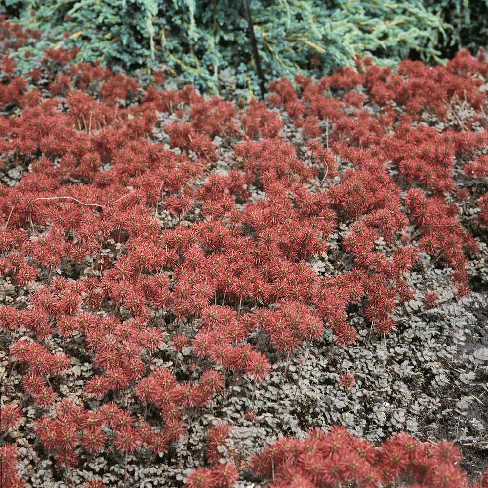 Acaena Microphylla Ground Cover