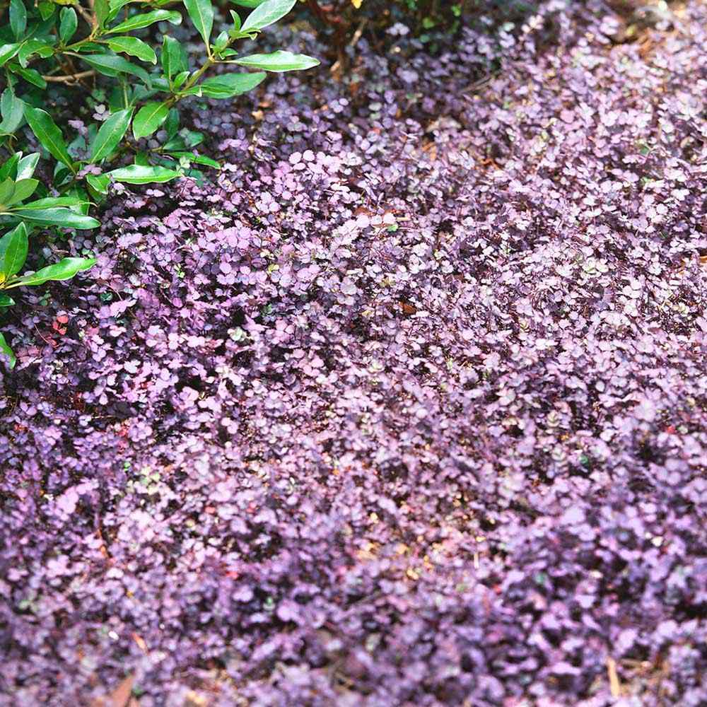 Acaena Purple Spreading Ground Cover