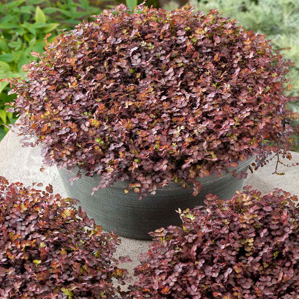 Acaena Purple Ground Cover