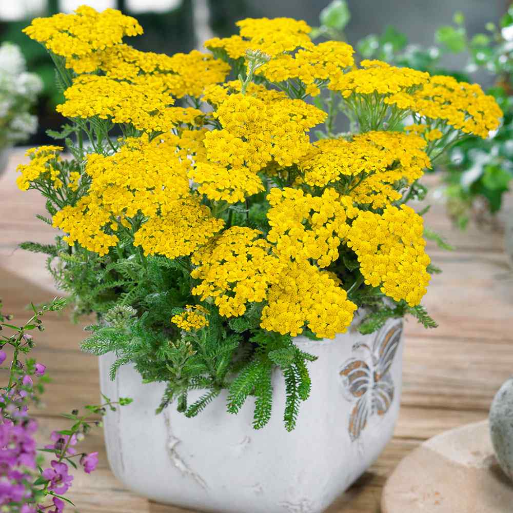 Image of Yarrow summer ground cover plant