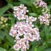 Achillea Love Parade