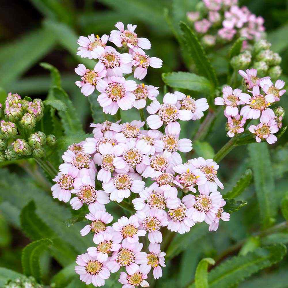 Achillea Yarrow Love Parade Garden Flower Drought tolerant Plant Seeds