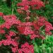 Achillea Millefolium Cerise Queen Flowers