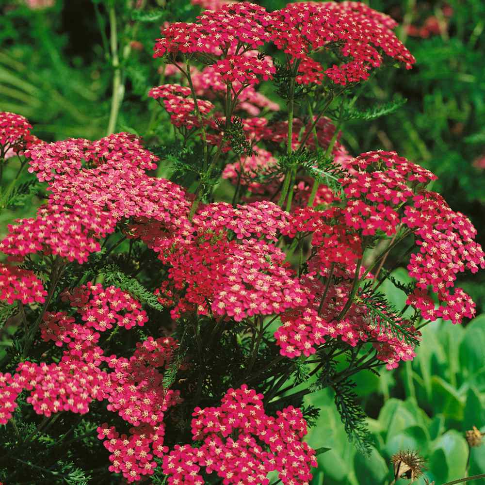 Yarrow Seeds | Cerise Queen