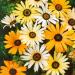 African Daisy Wildflower Mix