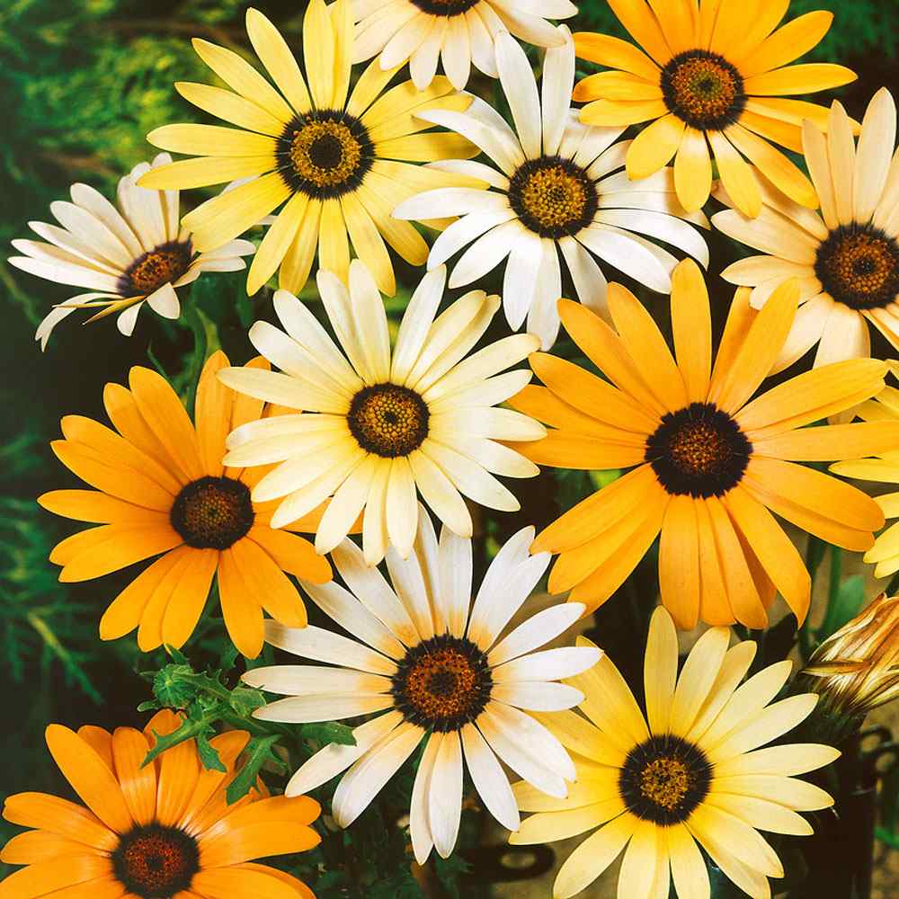 African Daisy Drought Tolerant Wild Flower Seeds For Xeriscape