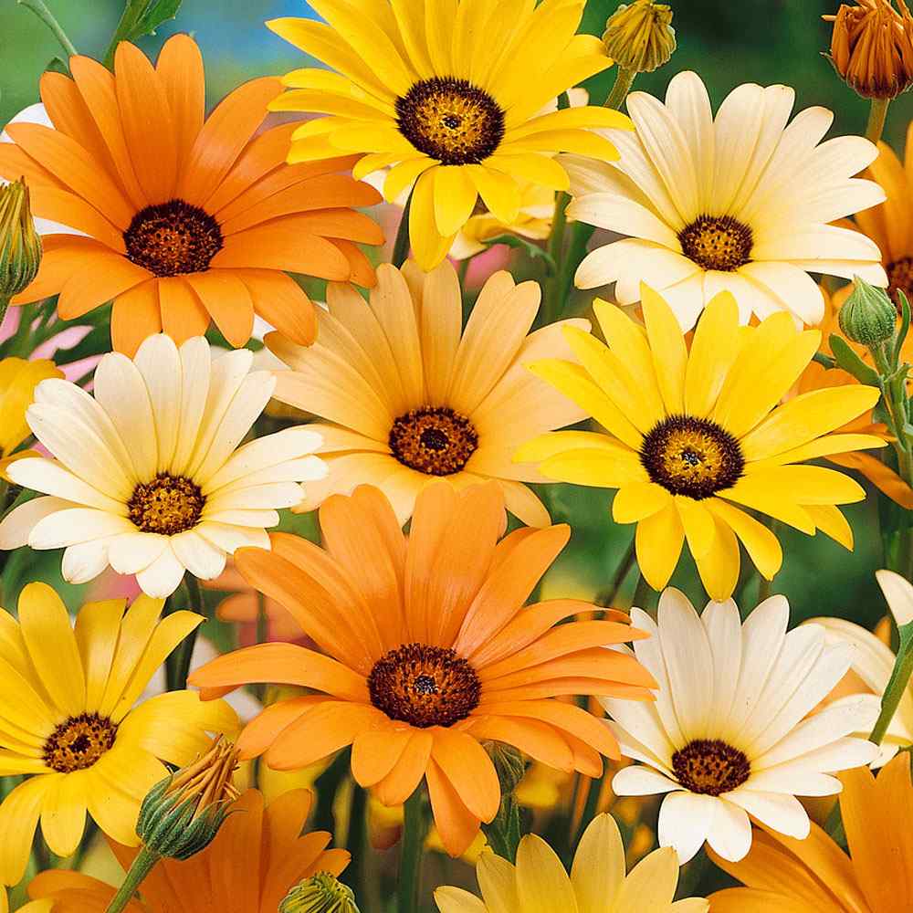 African Daisy Seed Mix For Planting - Wild Flower Seeds For