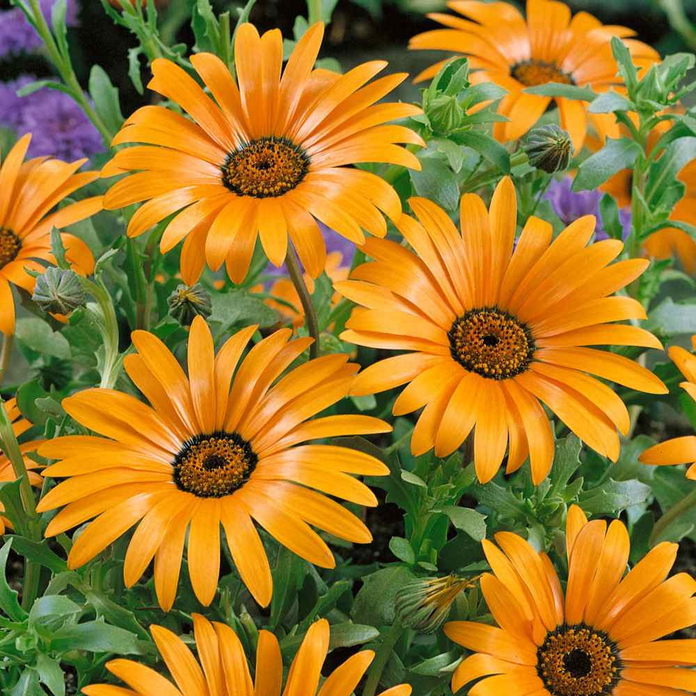 African Daisy Seed Mix For Planting - Wild Flower Seeds For