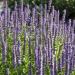 Anise Hyssop Blue Spike