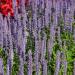 Anise Hyssop Blue Spike Flowers