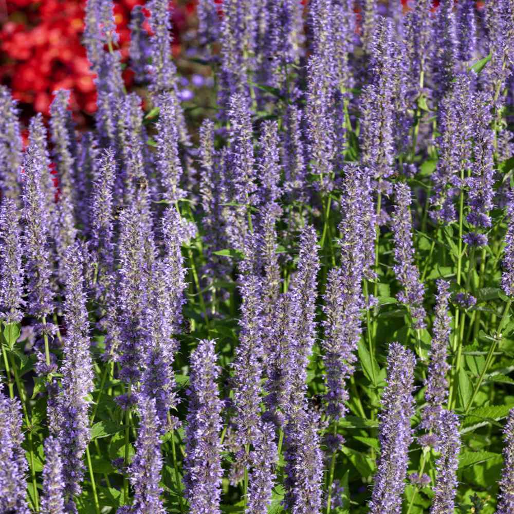 Anise Hyssop Seeds - Anise Hyssop Blue Spike Herb Seed