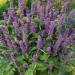 Agastache Mexican Blue Seeds