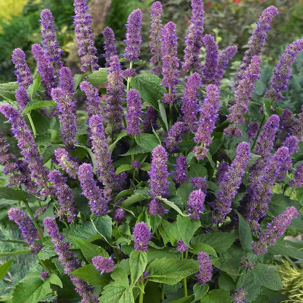 Agastache Hyssop Seeds - Lavender Blue Flower Seeds