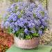 Ageratum Mexicanum Blue Flower
