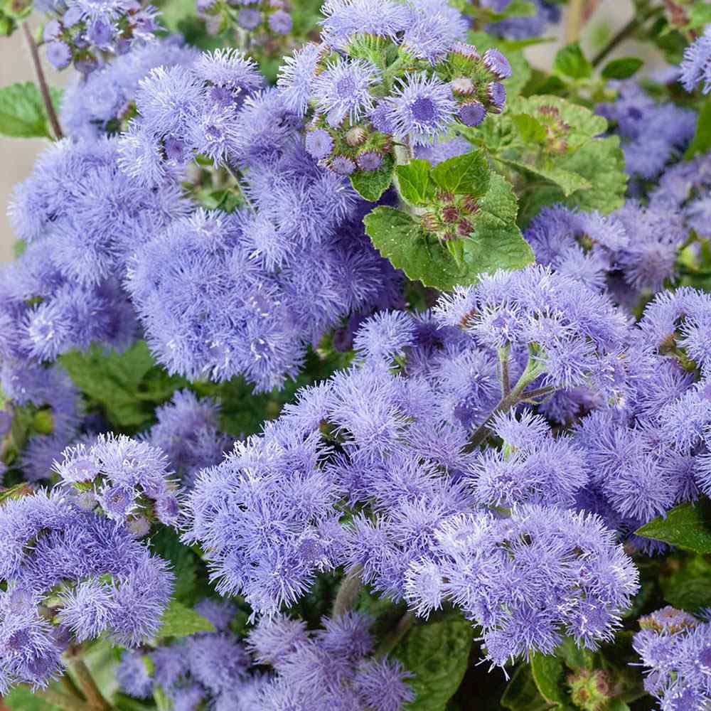 Ageratum Seeds - Blue Floss Flower Annuals