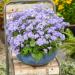 Ageratum Blue Plant