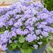 Ageratum Blue Bush