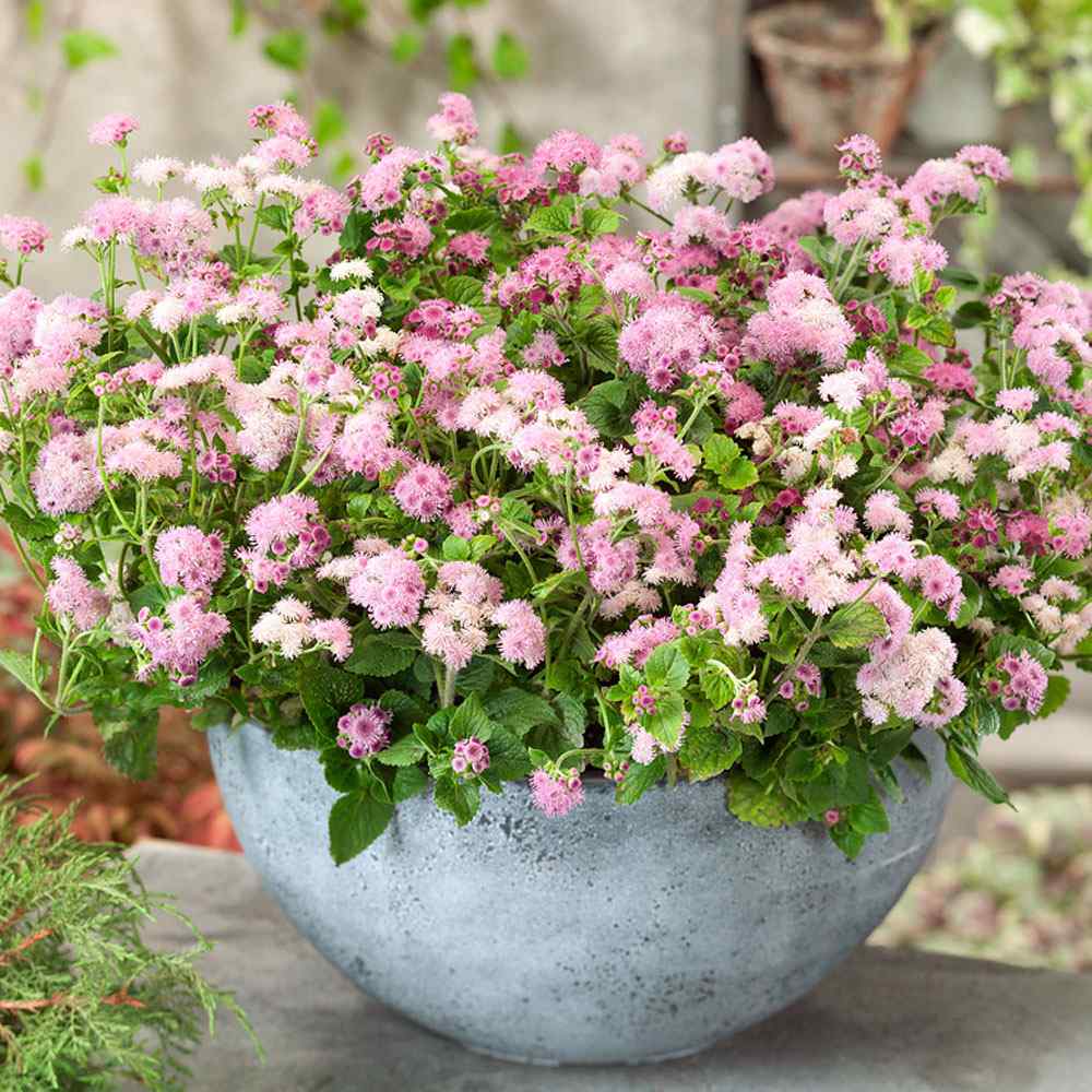 Ageratum Pink Flowers Vase