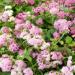 Ageratum Pink Plants