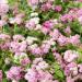 Ageratum Mexicanum Pink Flowers