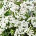 Ageratum Foss Flower