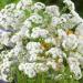 Ageratum White Foss Flower
