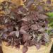 Alternanthera Purple Knight Container